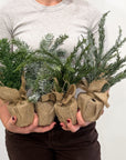 Burlap Pine Tree