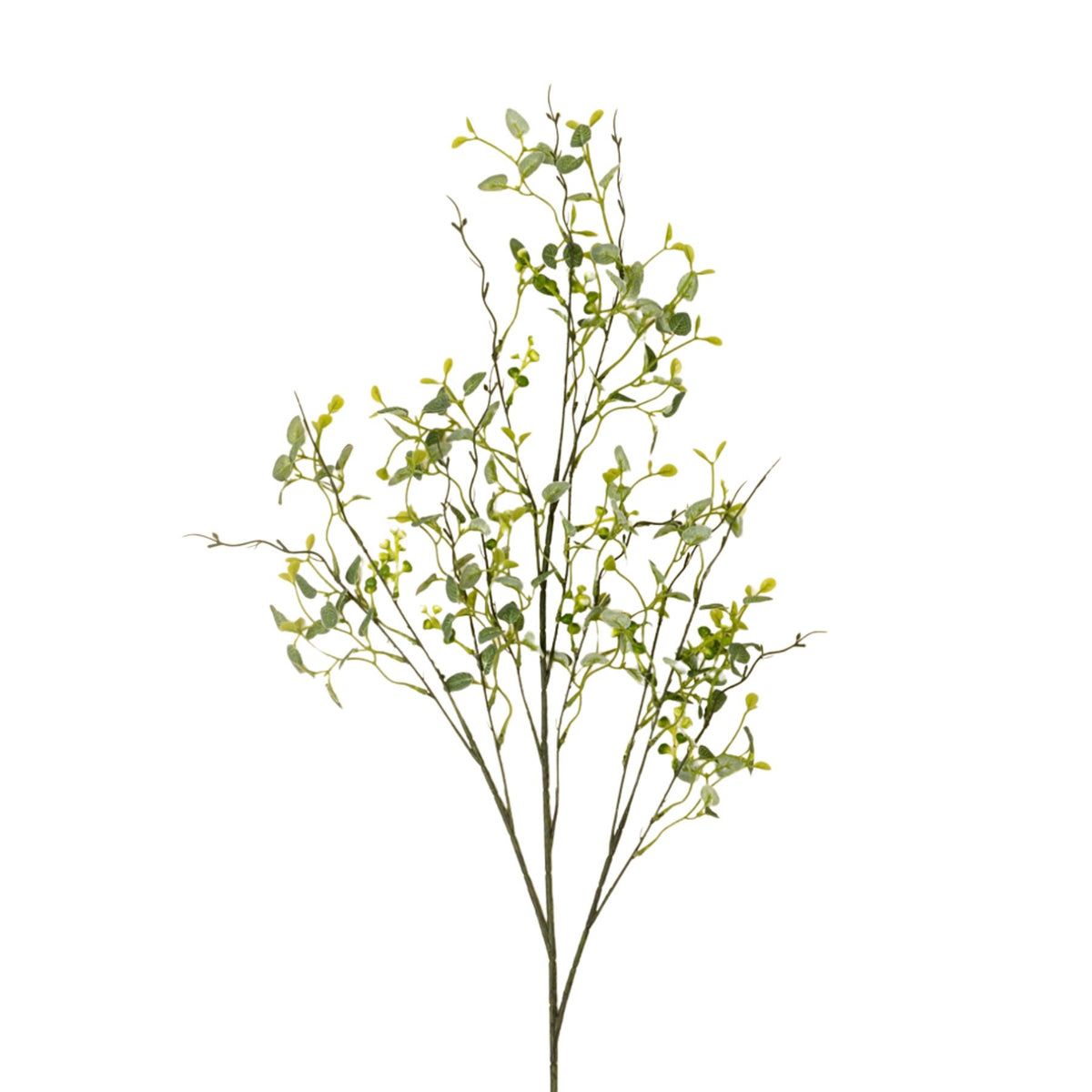 Butterfly Eucalyptus Stem