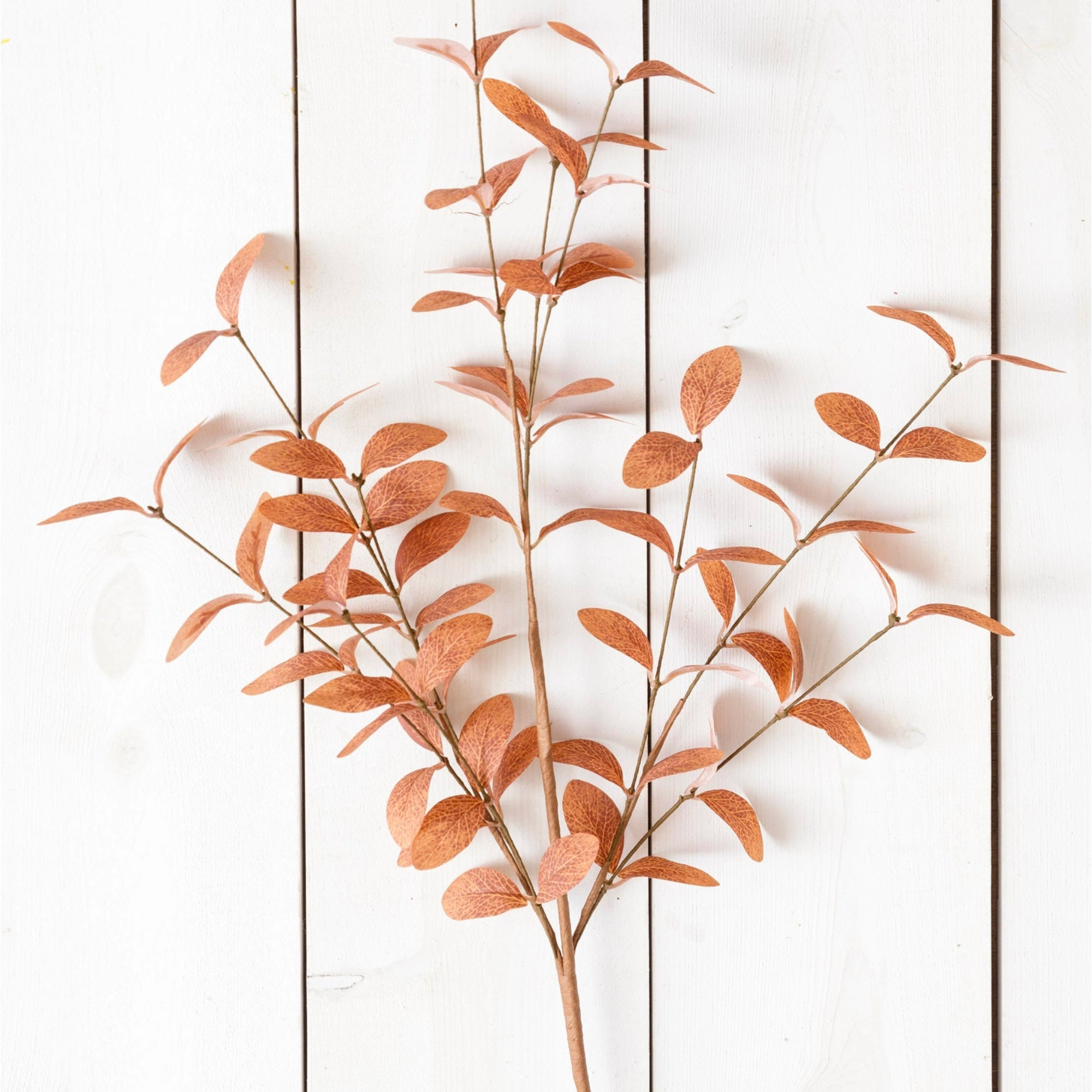 Cocoa Fall Branch