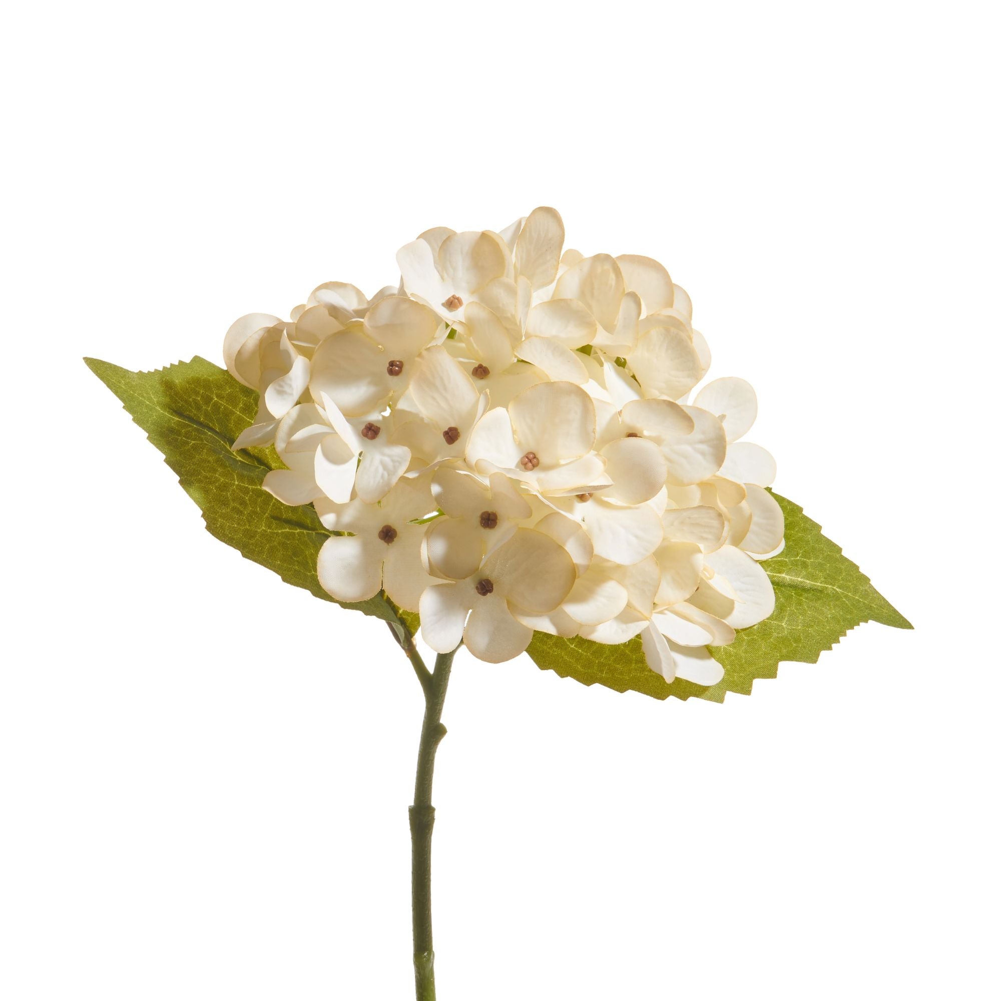 Cream Hydrangea Stem