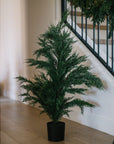 Cypress Pine Tree