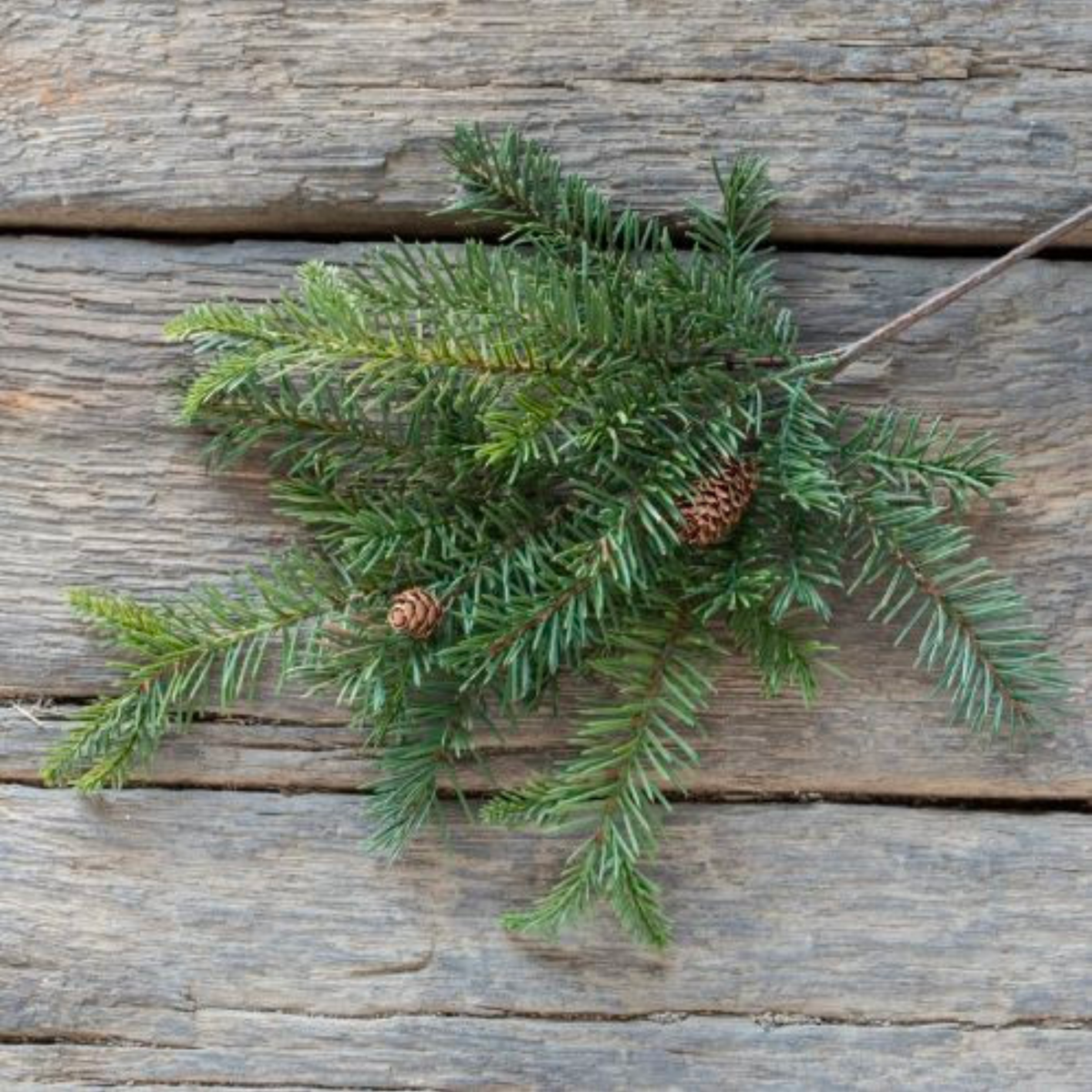 Douglas Fir Spray