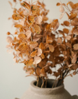 Dried Eucalyptus Bouquet | Brown