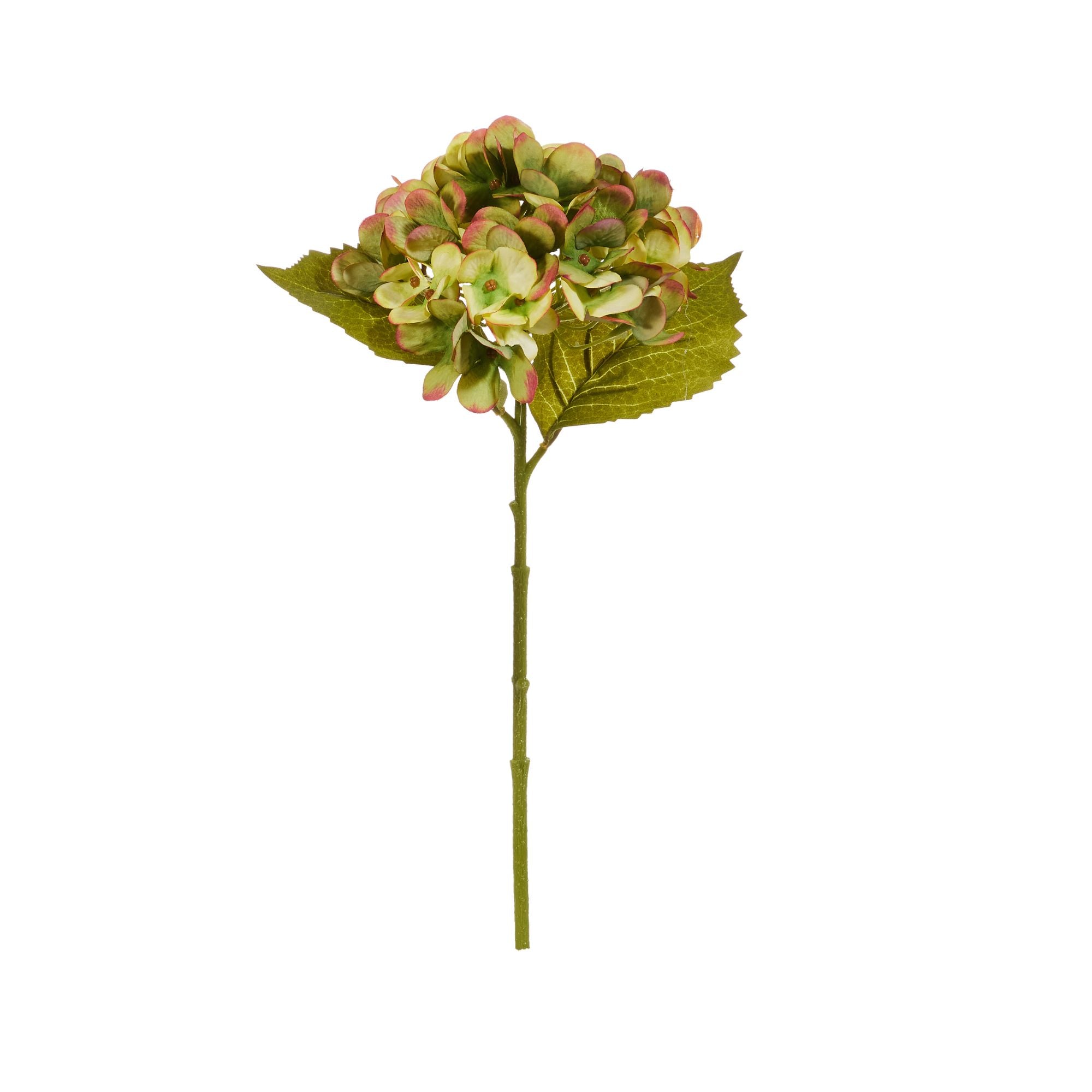 Fall Hydrangea Stem