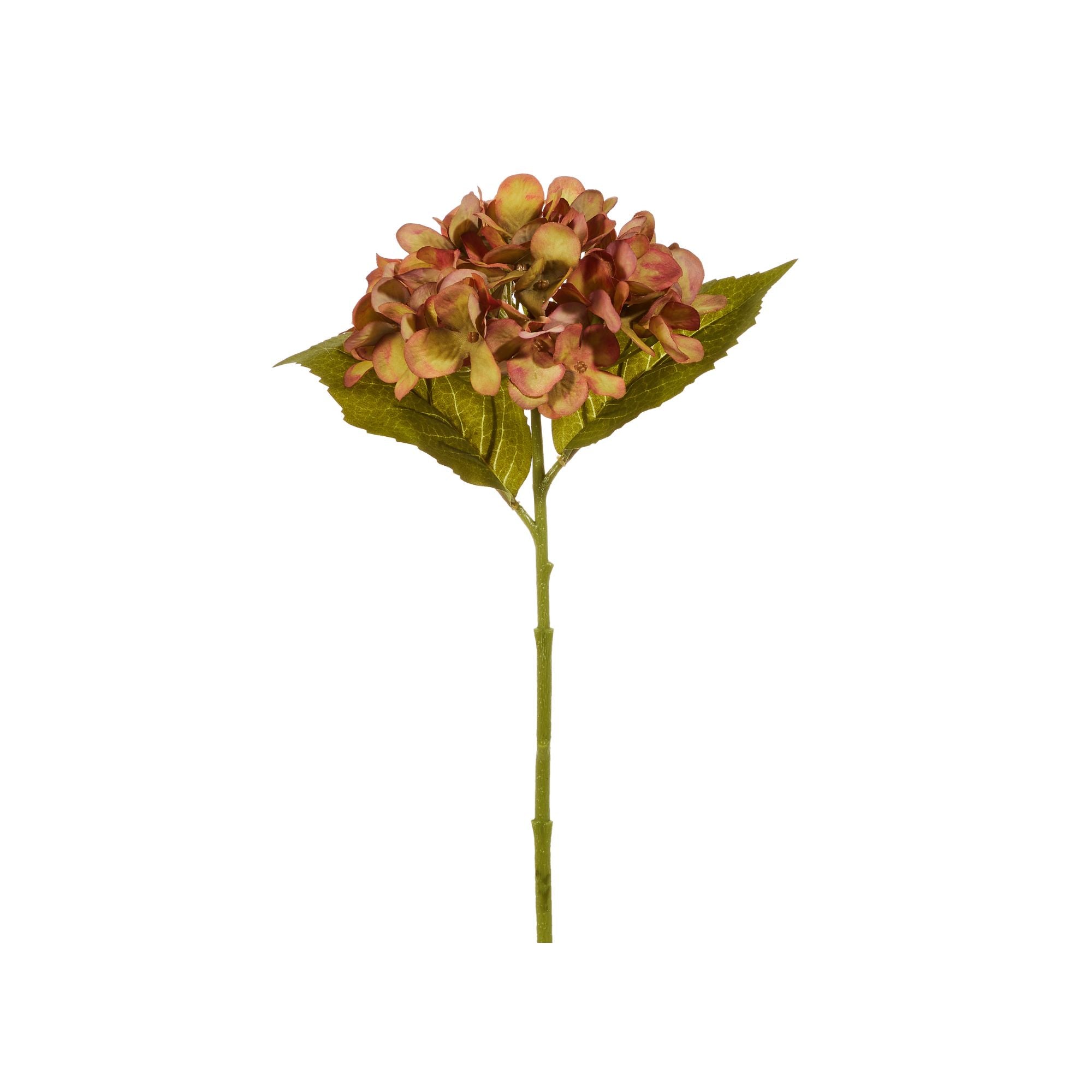 Fall Hydrangea Stem
