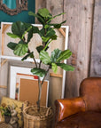 Fiddle Leaf Tree