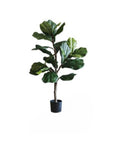Fiddle Leaf Tree