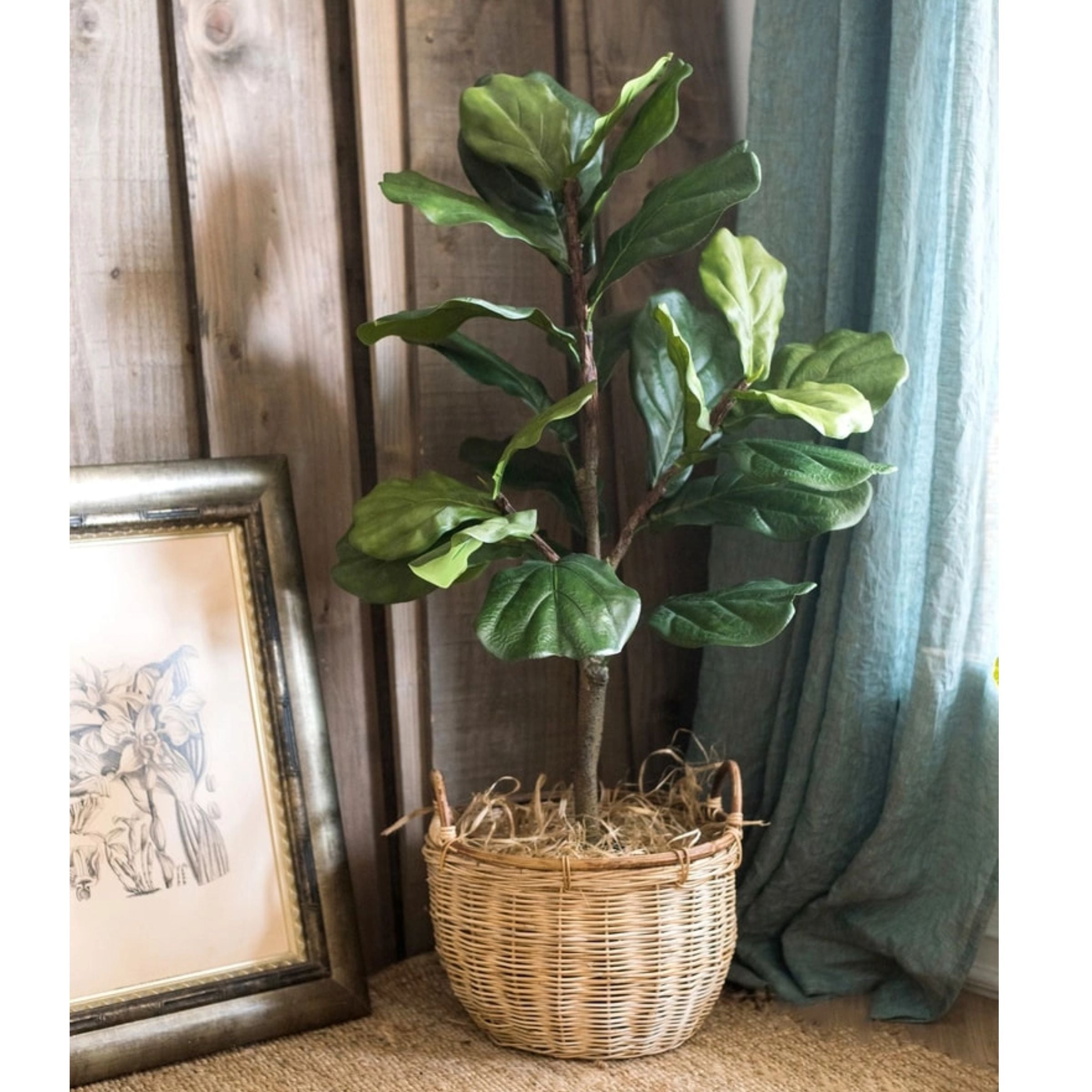 Fiddle Leaf Tree