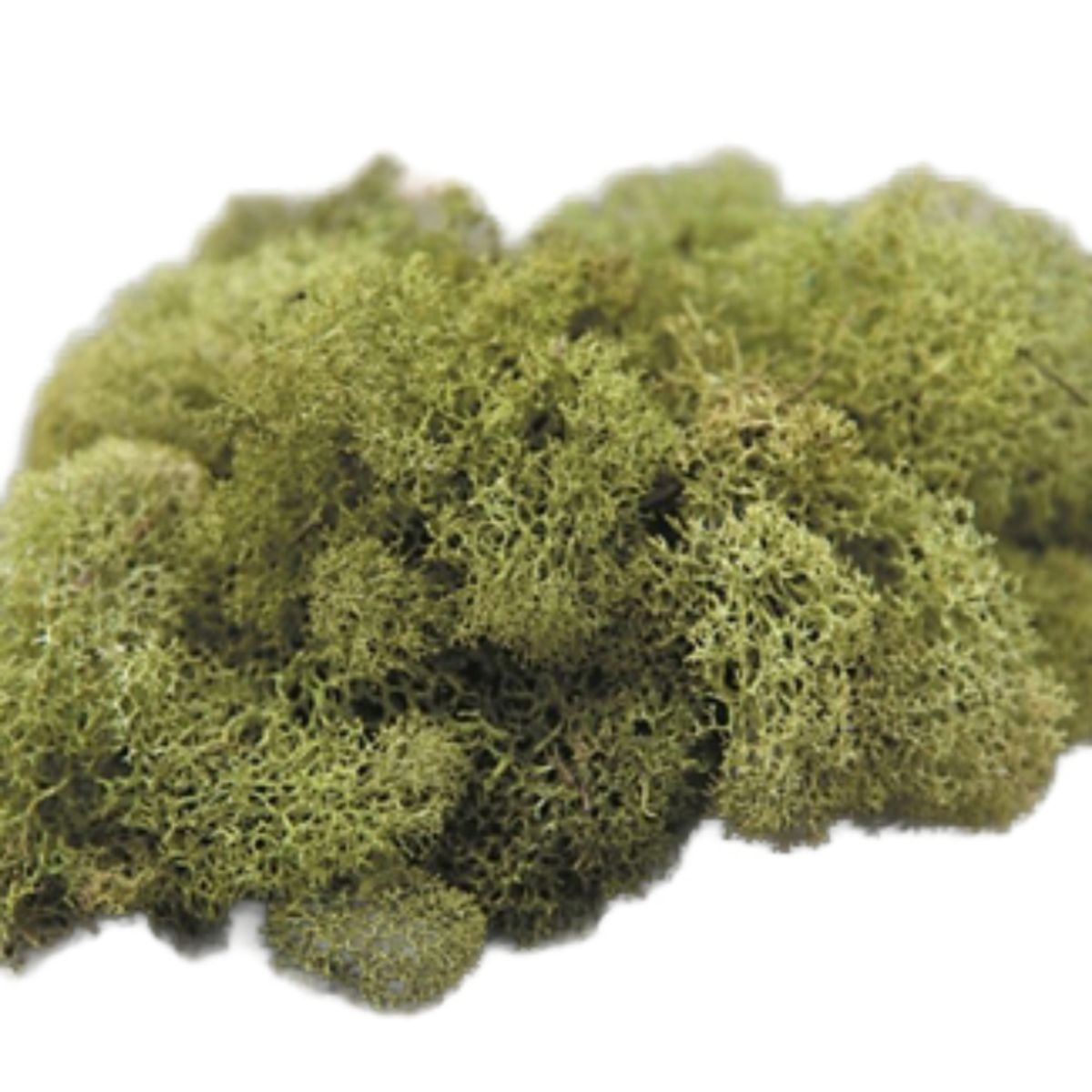 Green Moss