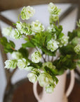 Hops Stem | Green