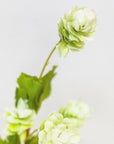 Hops Stem | Green