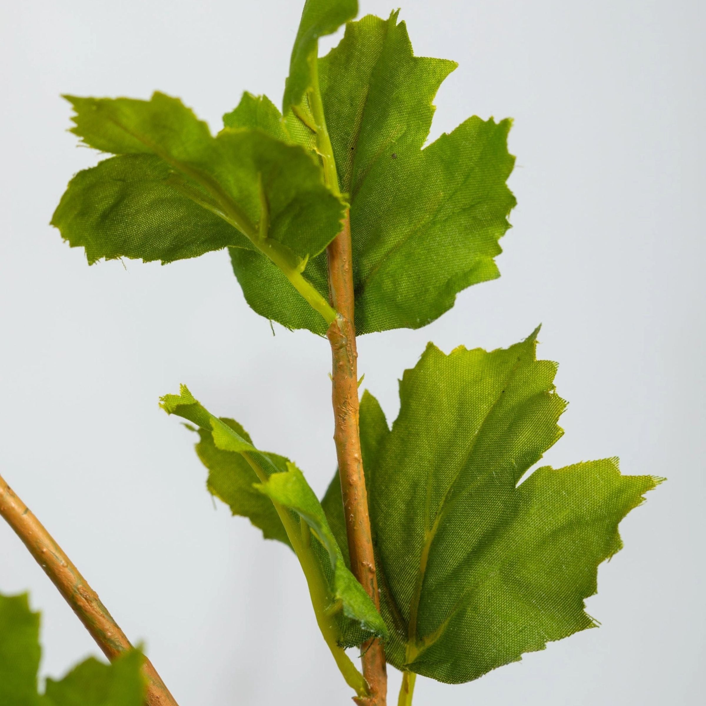Hops Stem | Green