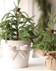 Bow Pot