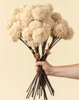 Mini Allium Bouquet | Cream