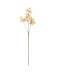 Sweet Pea Stem