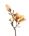 Magnolia Branch | Cream