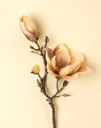 Magnolia Branch | Cream