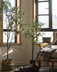 Olive Tree