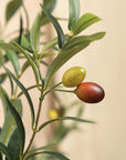 Olive Tree