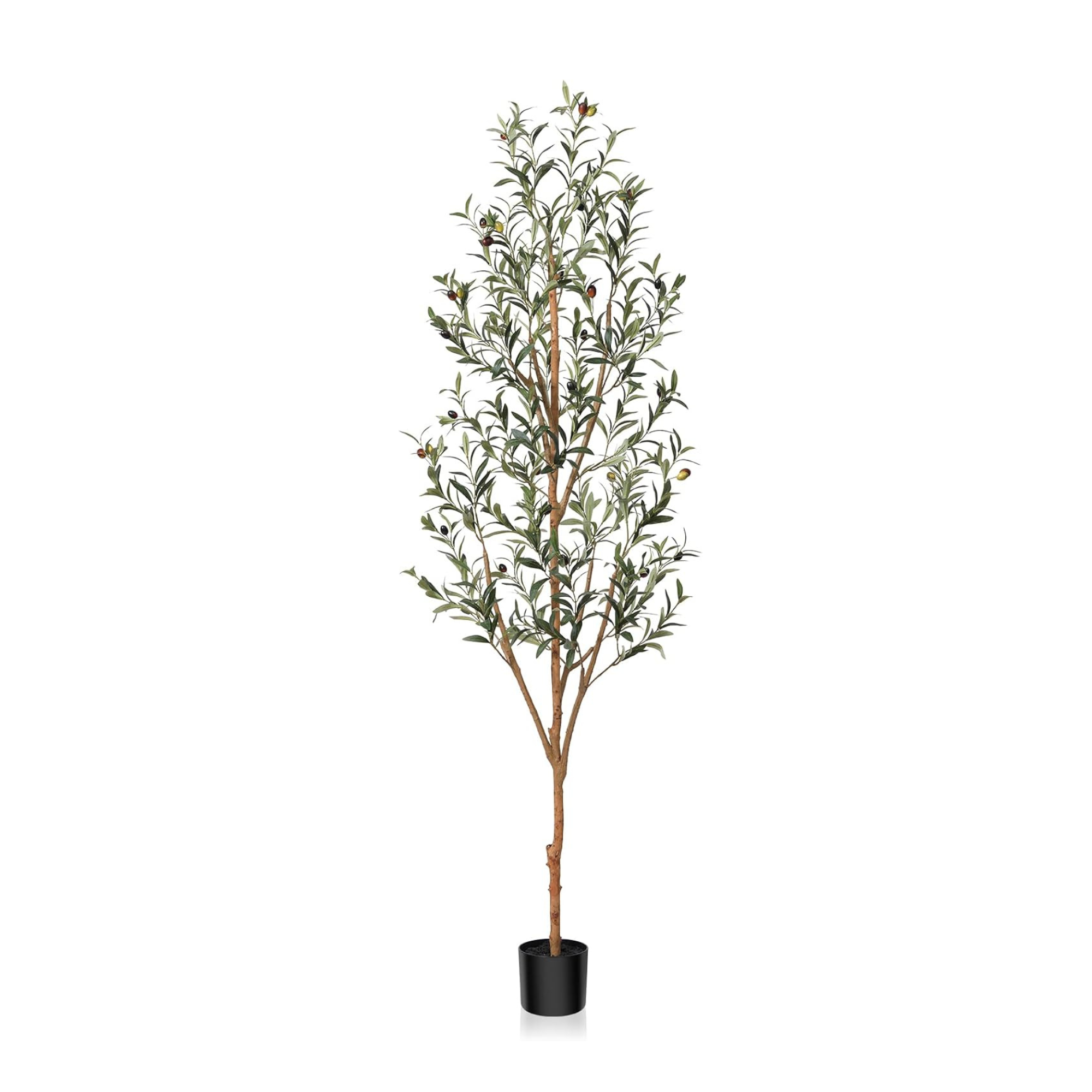 Olive Tree