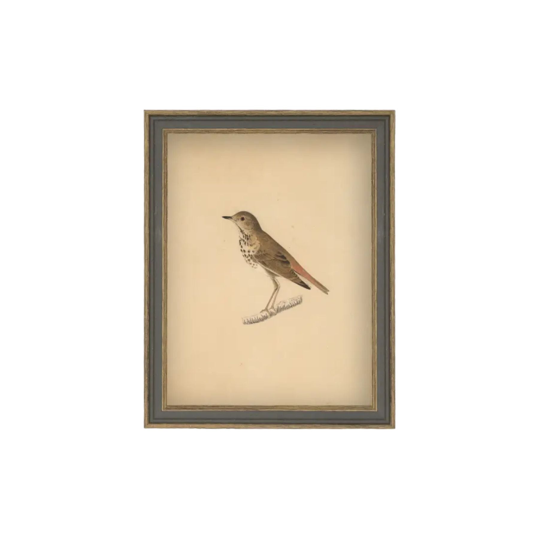 Bird Framed Antique Art