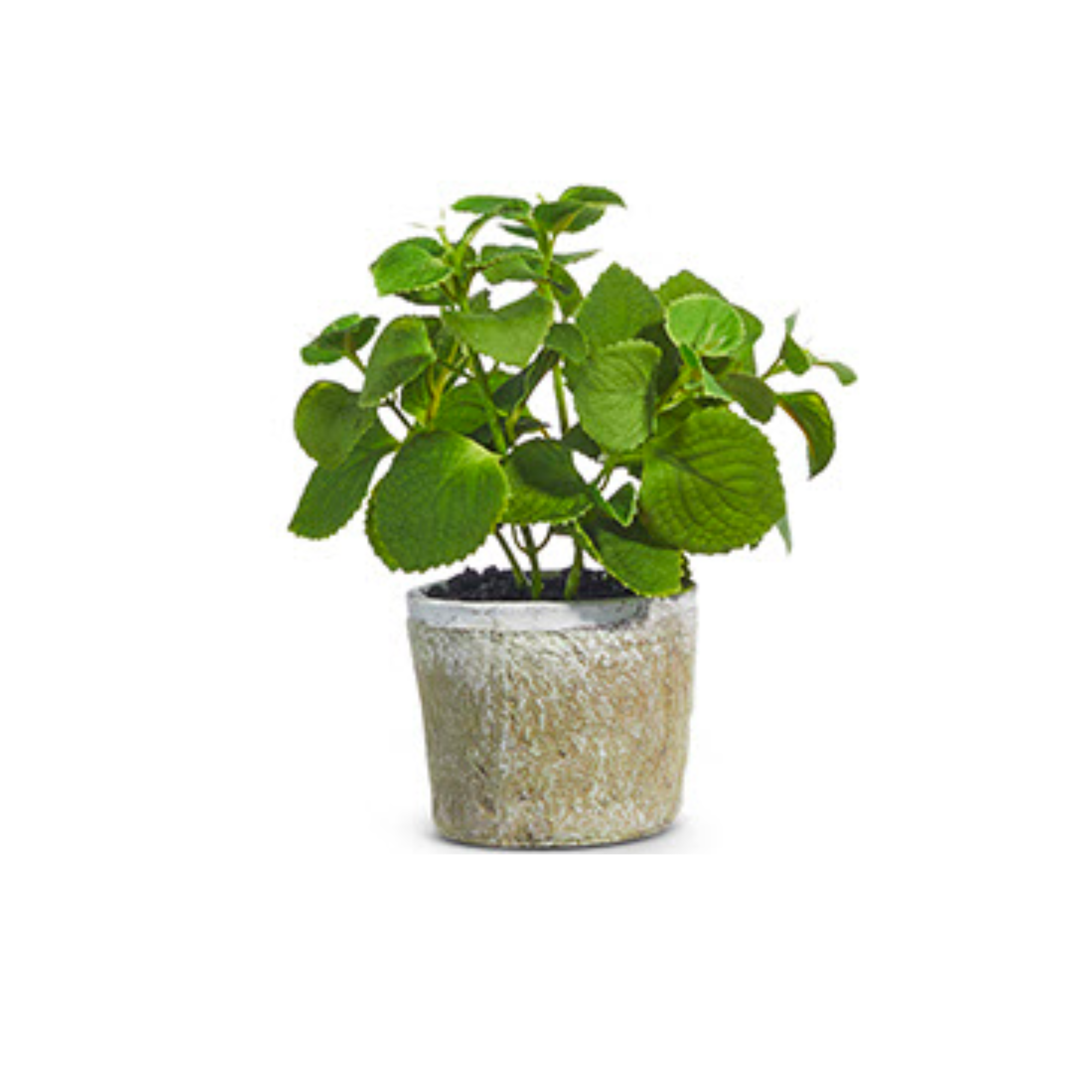 Potted Herb