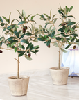 Potted Olive Tree | 19.5"