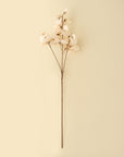 Sweet Pea Stem