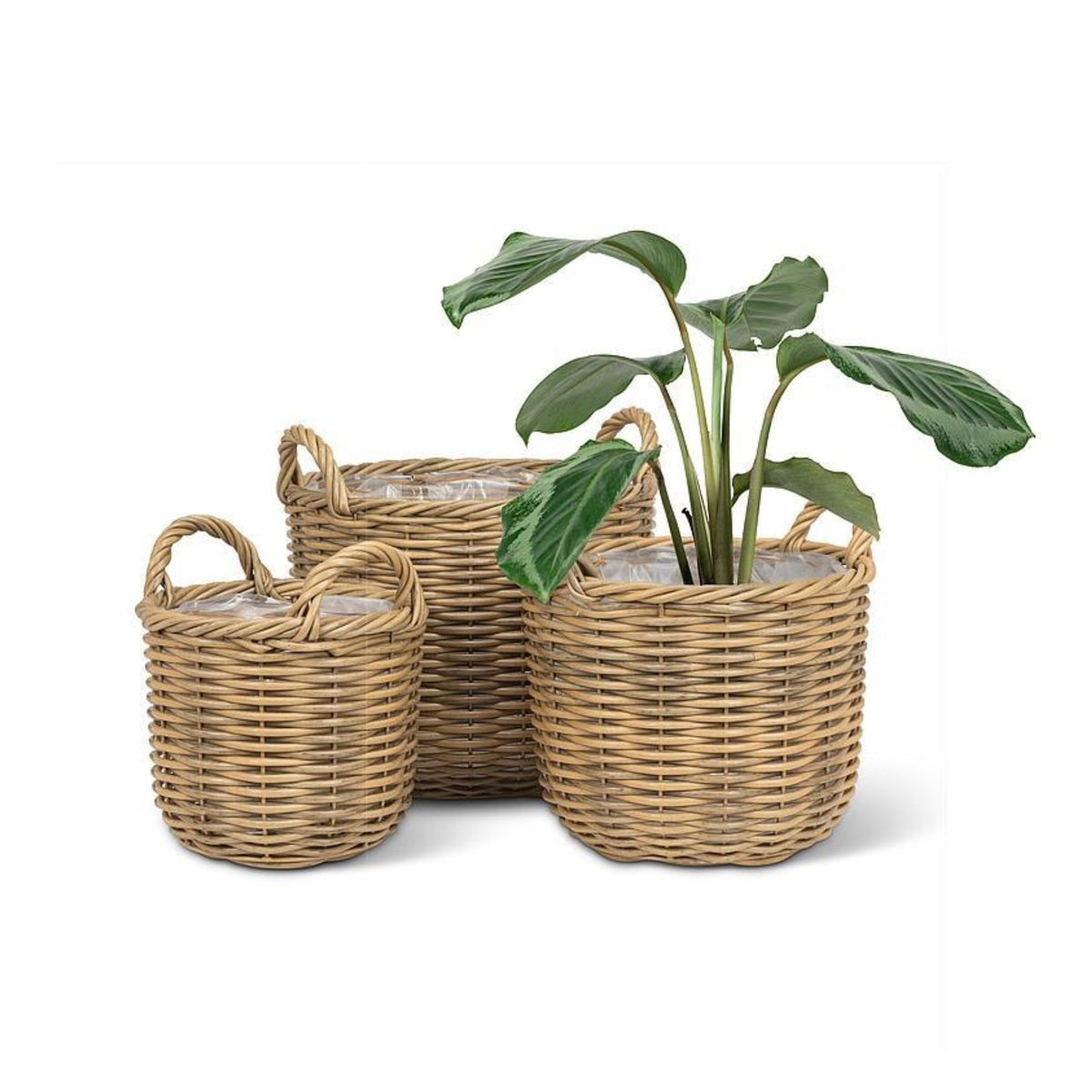Terrence Basket
