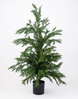 Cypress Pine Tree