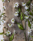 Wild Cosmos Stem