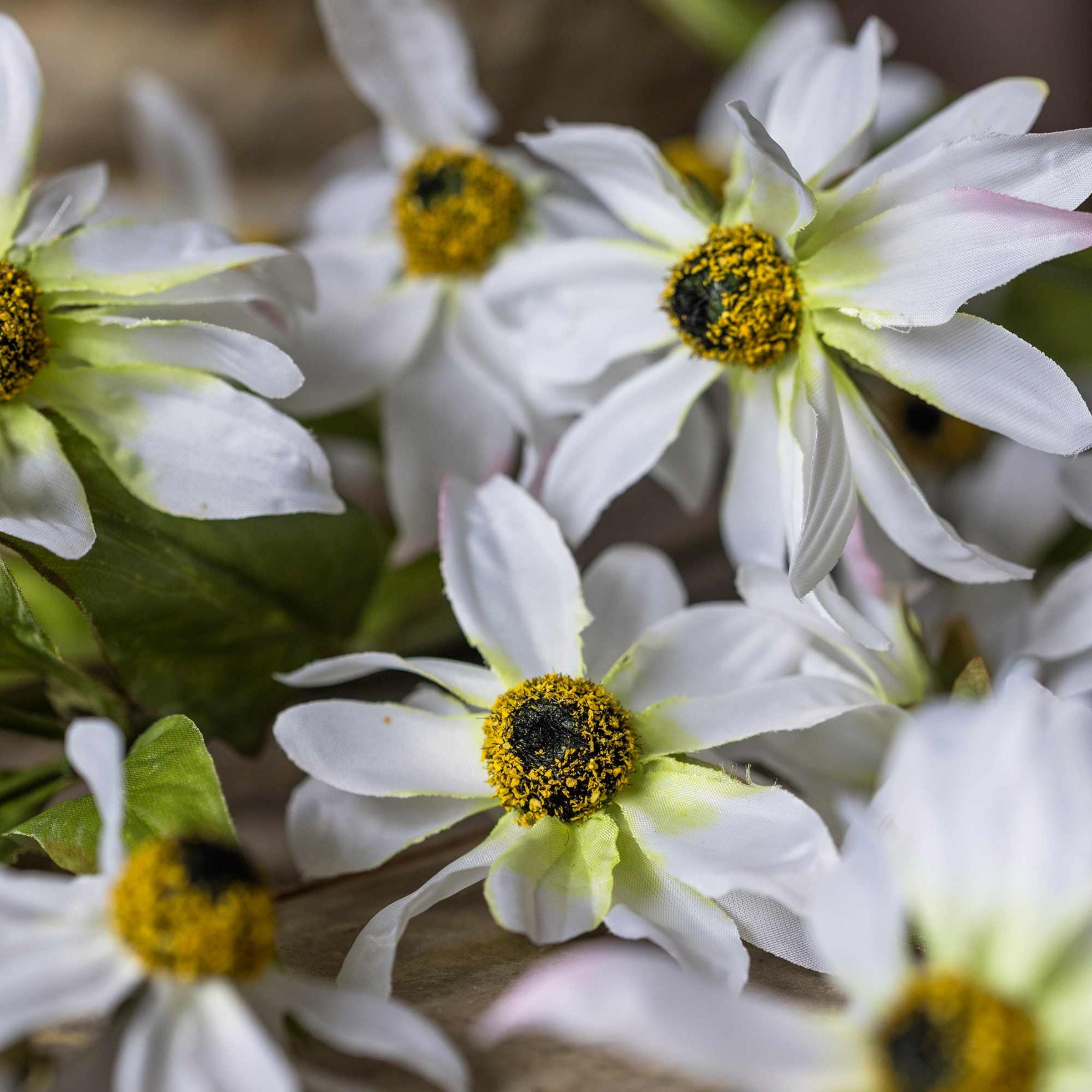 Wild Cosmos Stem