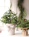 Winterwood Tabletop Tree