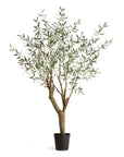 Grand Olive Tree