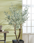 Grand Olive Tree