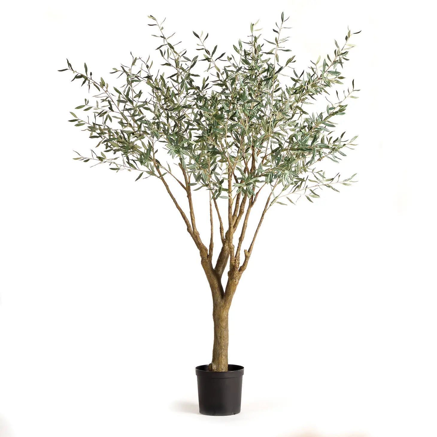 Grand Olive Tree