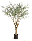 Grand Olive Tree